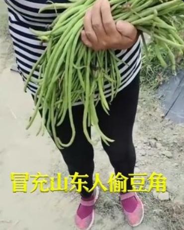 海南偷豆角并冒充山东人的大妈，居然被很多网友或者某区域网友说：祖籍是山东。
且不