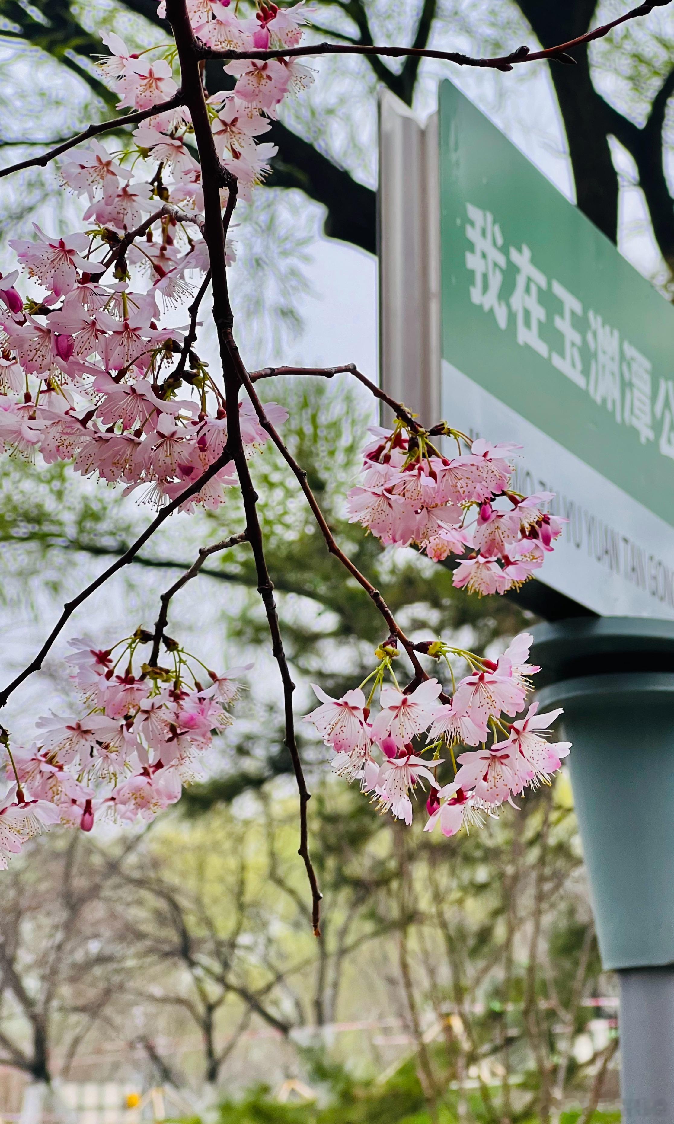 北京玉渊潭公园 樱花初开摄影​​​