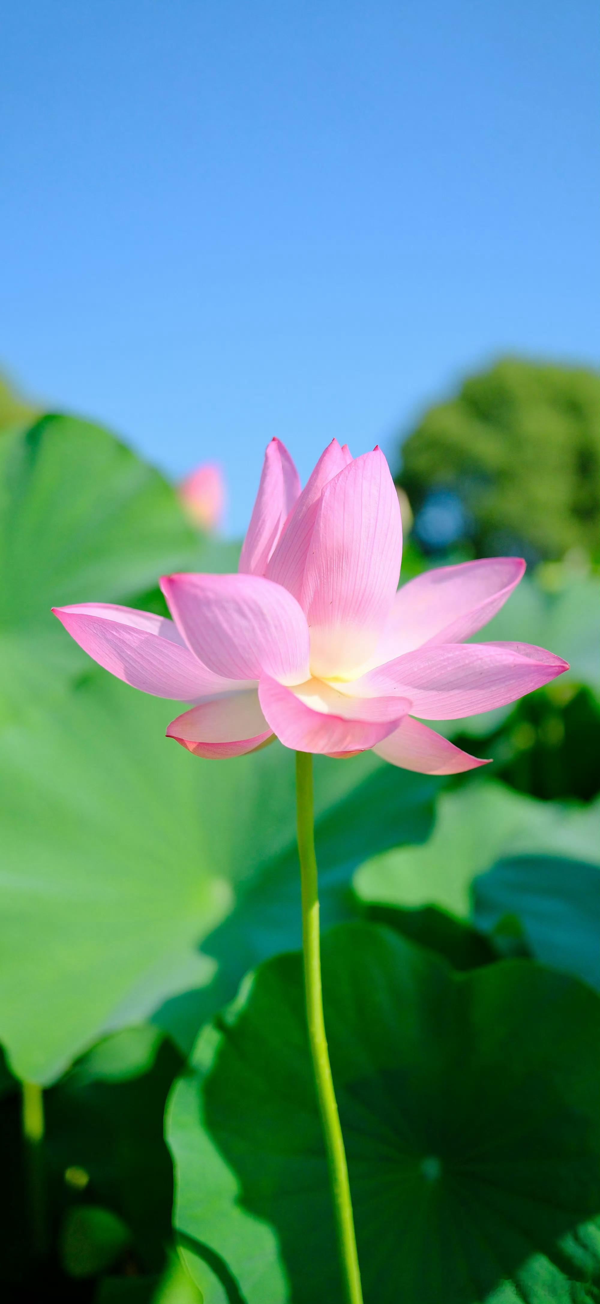生活手记“不管别人怎么跟你说，不管算命先生们如何给你算，记住，命运在自己的手里，