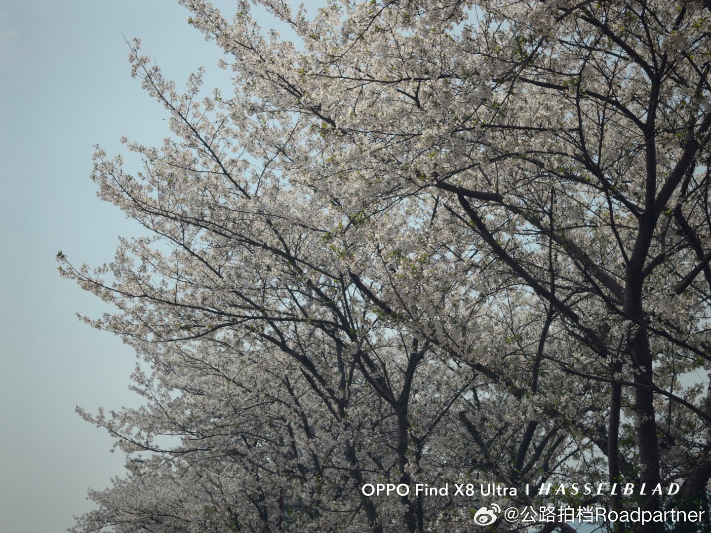 这就是浙江的乡村每个村都装了道闸村道两边都是樱花树