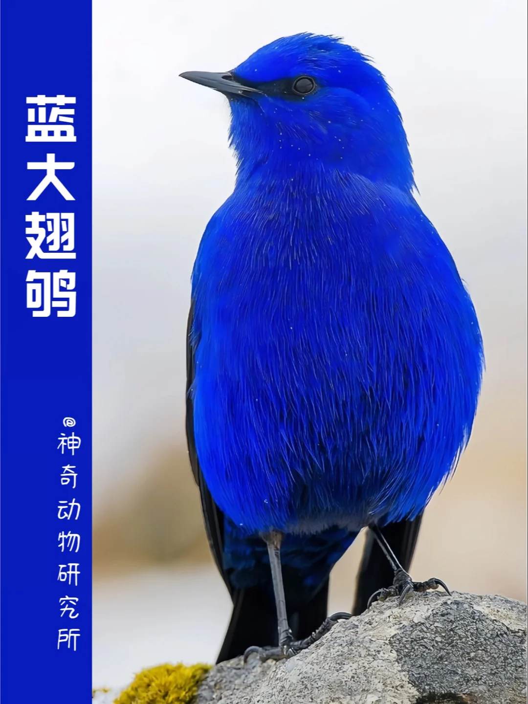 每天了解一种趣味动物👀蓝大翅鸲（qú）