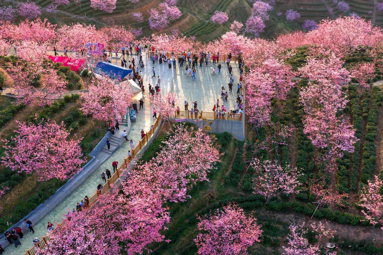 粤东新春打卡点美景美照[赞]
【诗与景】梅州阴那山樱花园

阴那峰前景自谙，万层