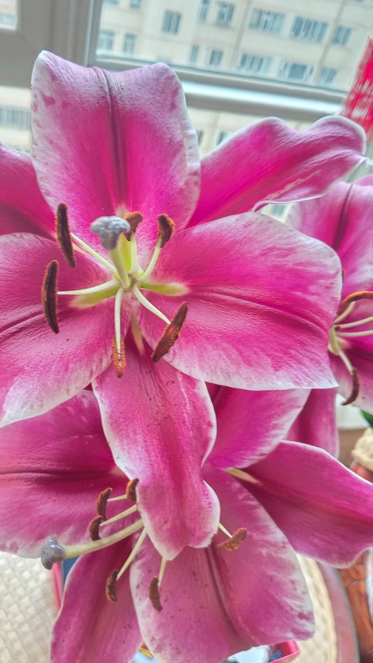 粉嫩欲滴的百合花，绽放在窗台，美不胜收！🌸💕