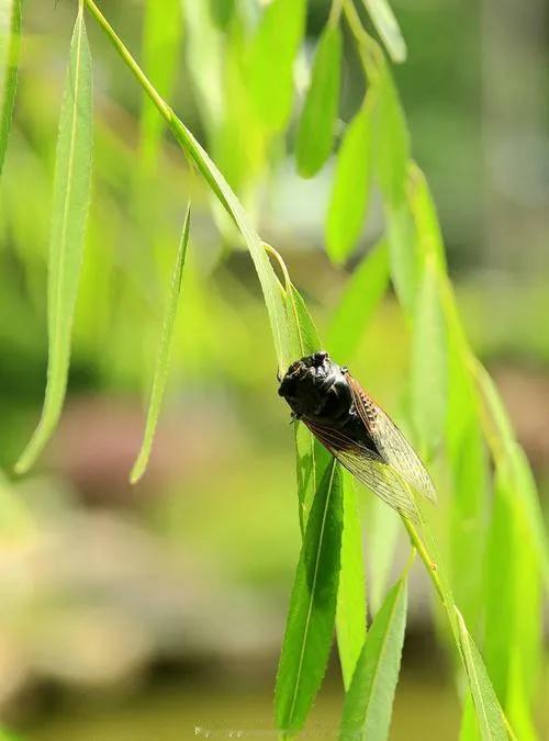 上联：蝉鸣三夏谁调律，
下联：师友请[玫瑰][玫瑰][玫瑰]