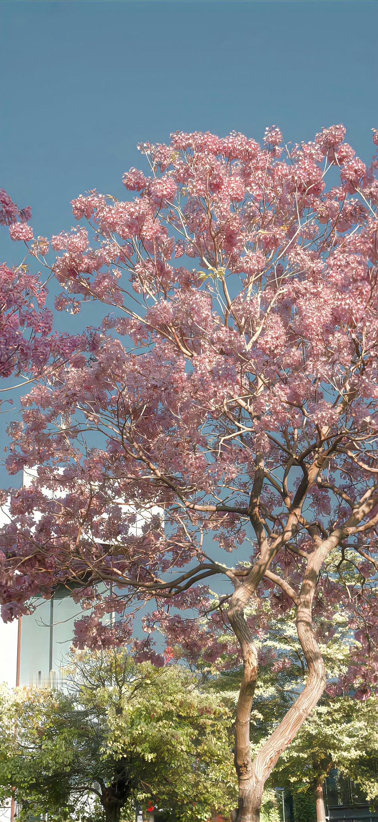 ins风春天氛围花花壁纸分享 𝐒𝐡𝐚𝐫𝐞｜萌萌哒韩系壁纸套图壁纸套图｜