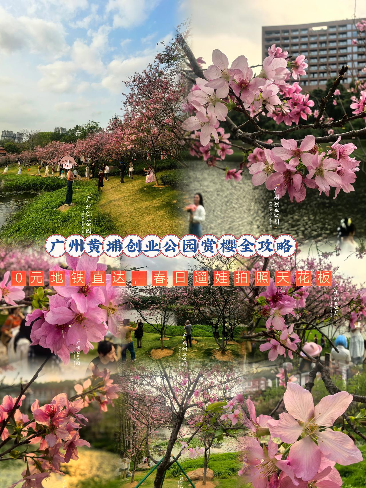 广州春日赏樱不用远赴外地，黄埔创业公园就是藏在市区的粉色秘境，600余株广州樱沿