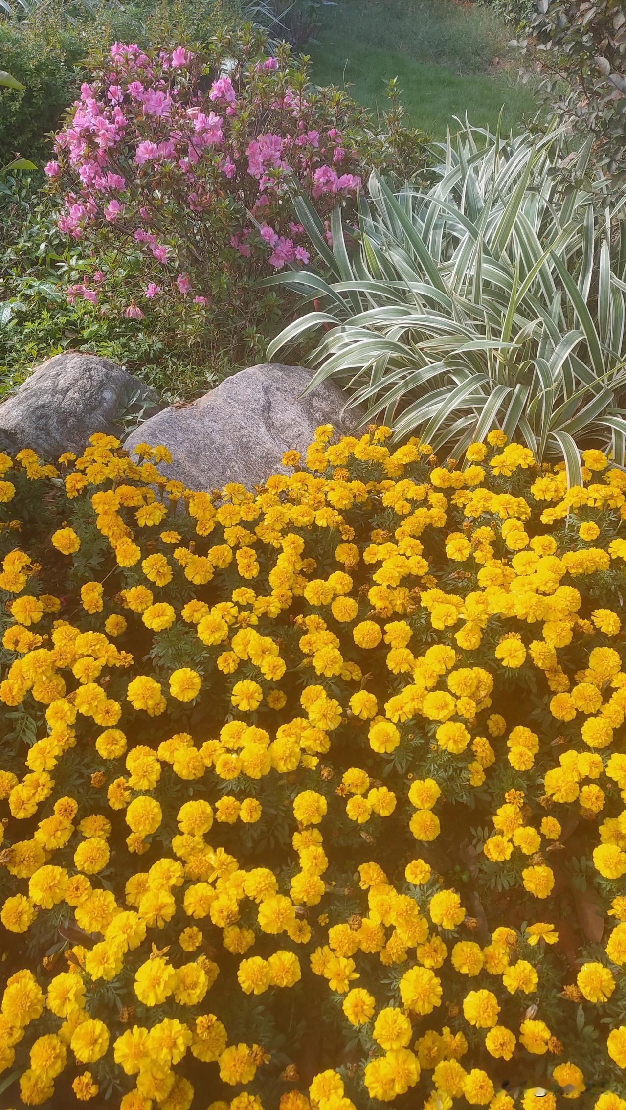 《秋去冬来》
时序催寒岁欲阑，
秋光渐敛朔风弹。
黄花尚恋残阳暖，
岸柳已凝浅雪