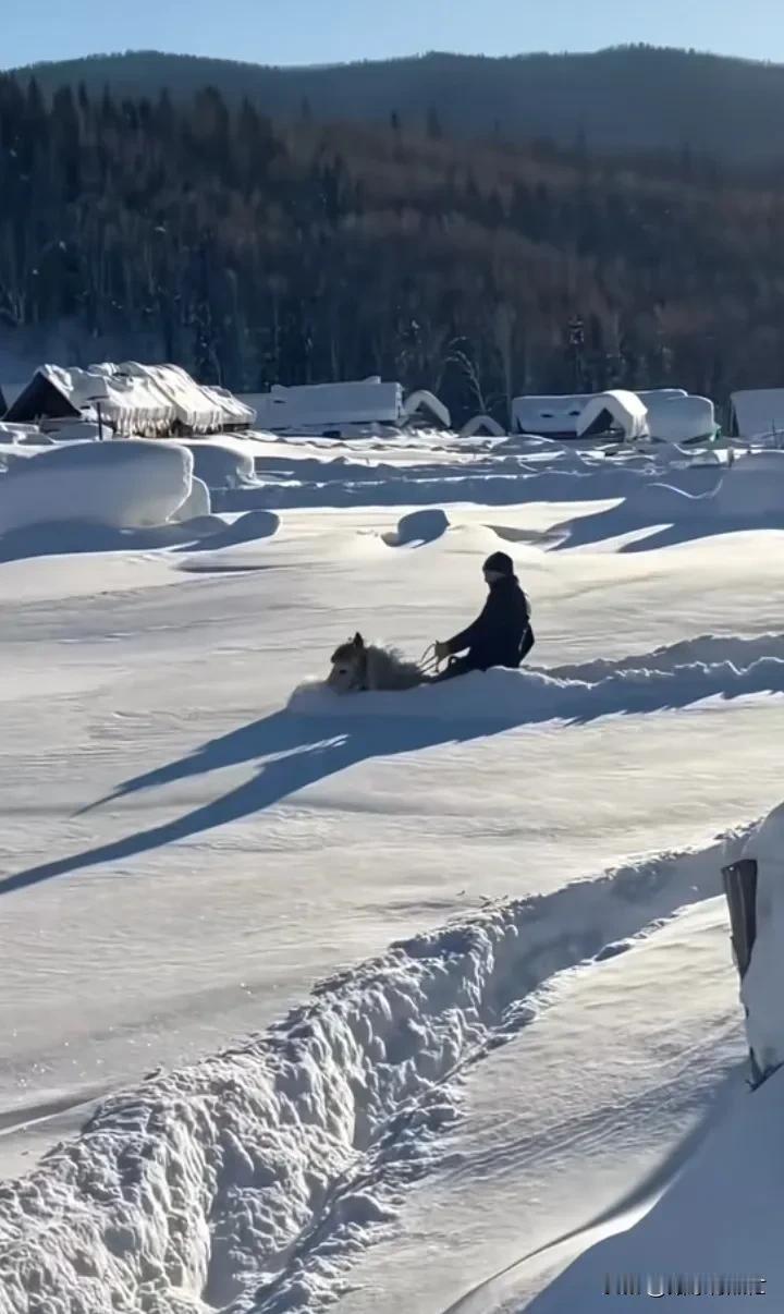 马：大雪让你不能出门 你凭什么觉得骑着我就能出门[抠鼻][抠鼻][抠鼻]