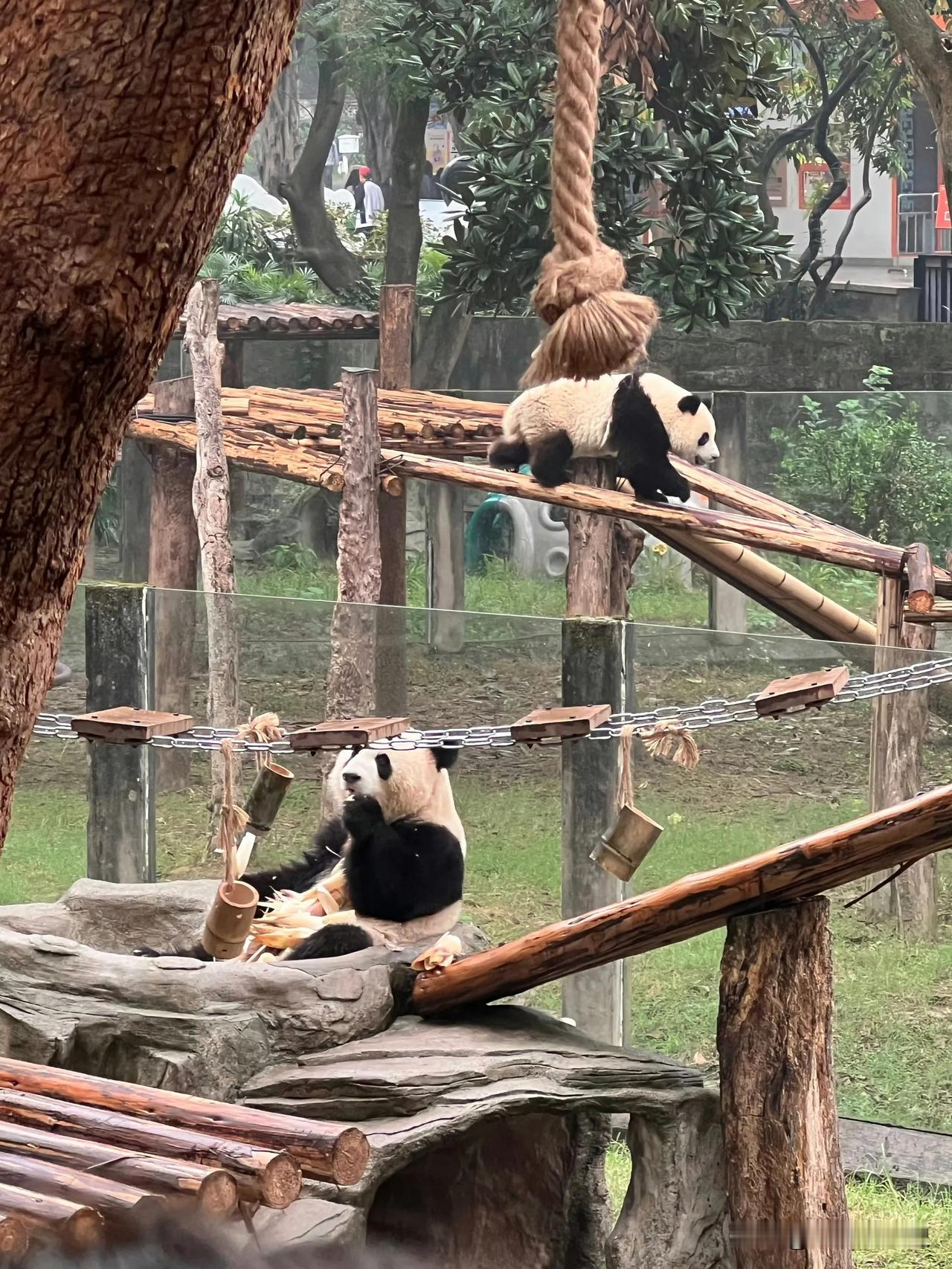 莽小五下树以后有没有被妈妈打？
没有。

小五闹了一个大的，挂树20来个小时不下