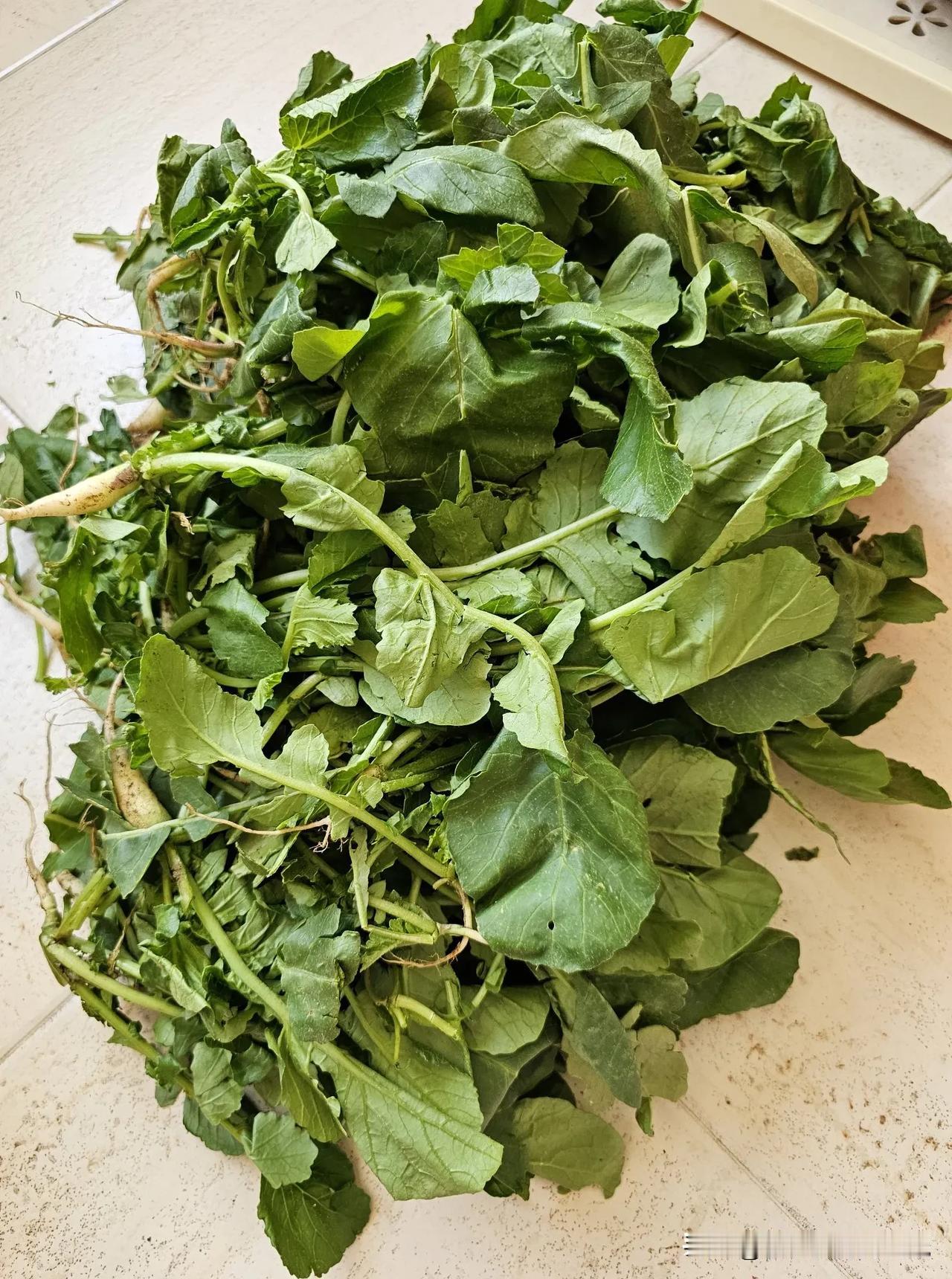 秋天真的是个收获的季节，一大堆萝卜缨，一大堆黄瓜，都脆嫩脆嫩的，吃也吃不完，可以