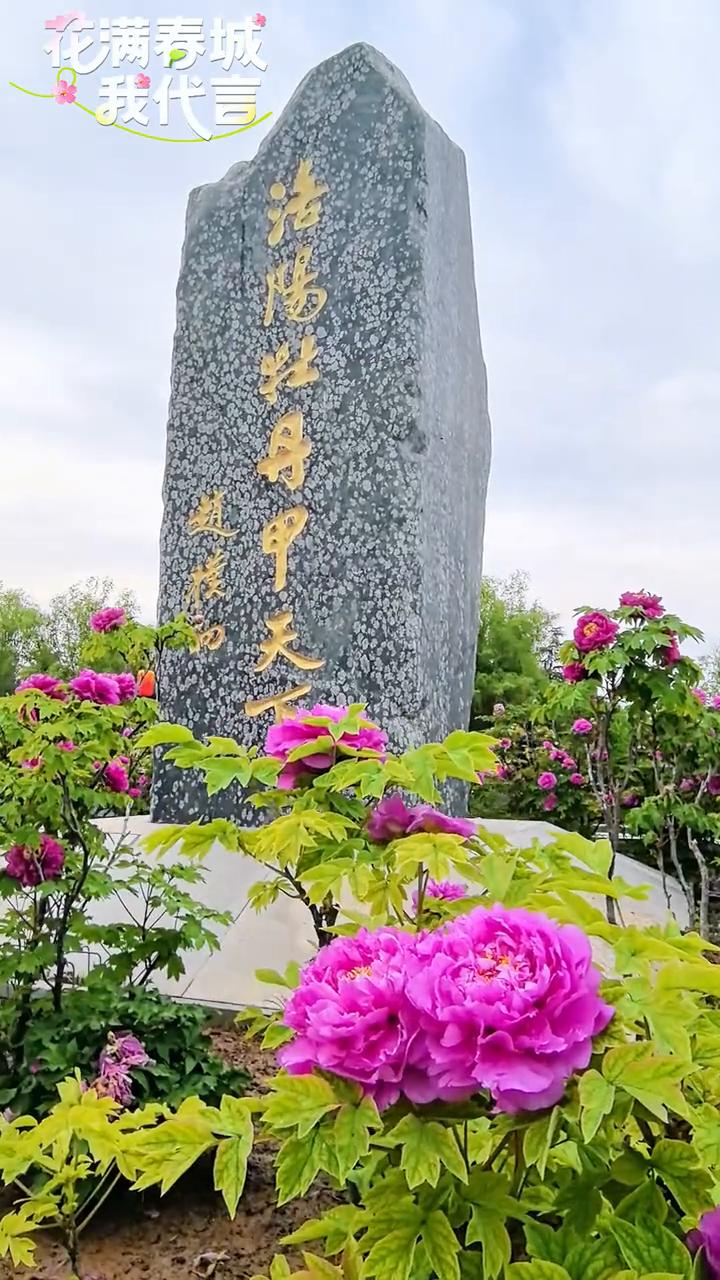 花满春城，我代言。
洛阳牡丹甲天下，隋唐城遗址植物园内应景地标。