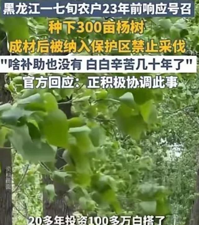 黑龙江71岁王大妈种树这事儿真让人心寒。23年前她响应号召，砸了100多万积蓄种