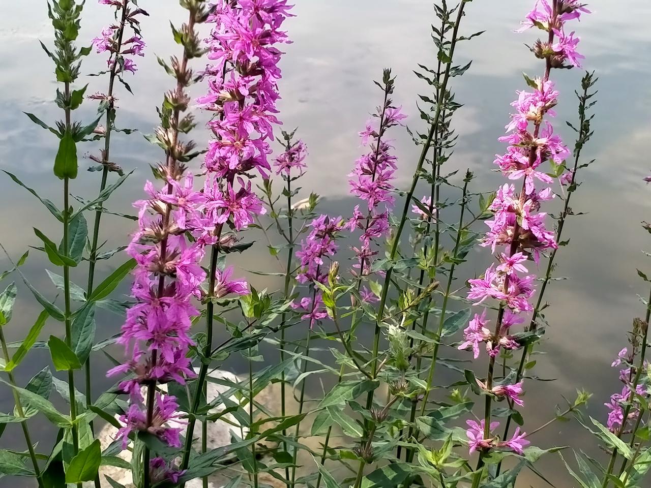 晒晒随手拍的野花