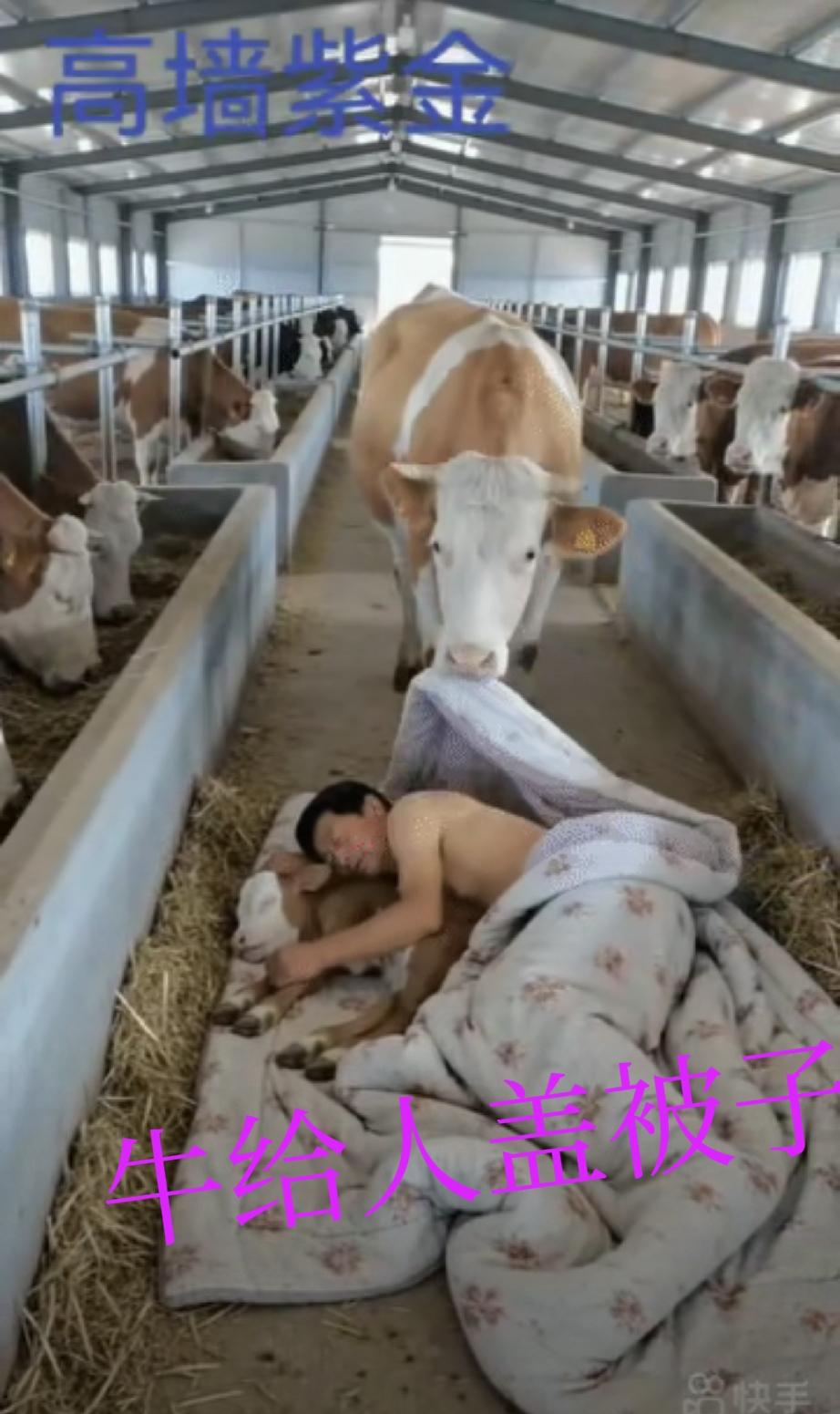 一小伙负责照顾许多牛，他得时常给牛添料加水。为图方便，他索性住在牛棚里。一只小牛
