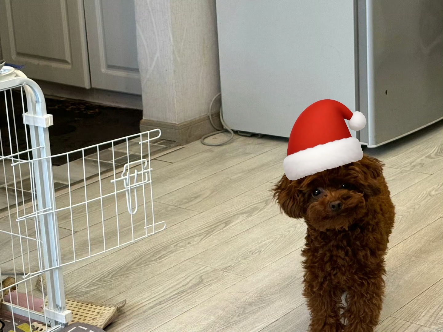 乐乐也要戴圣诞帽！ 