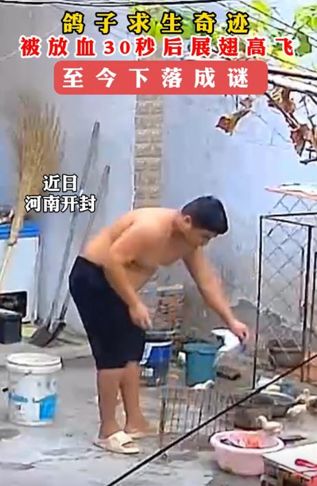 万物皆有灵性！河南开封，男子杀鸽子放血三四十秒后，鸽子竟然自己又飞走了。直接往西