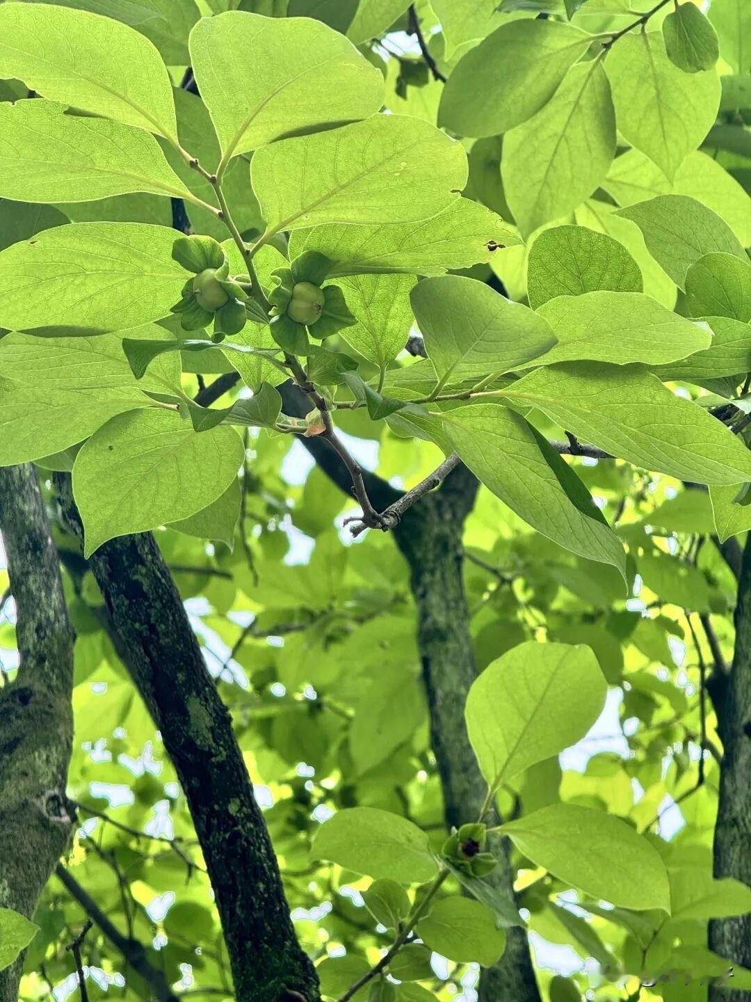 扇耳光的花式叫法，本地人一听就懂。

在眉山、四川一带，扇耳光最出圈的口语就是铲