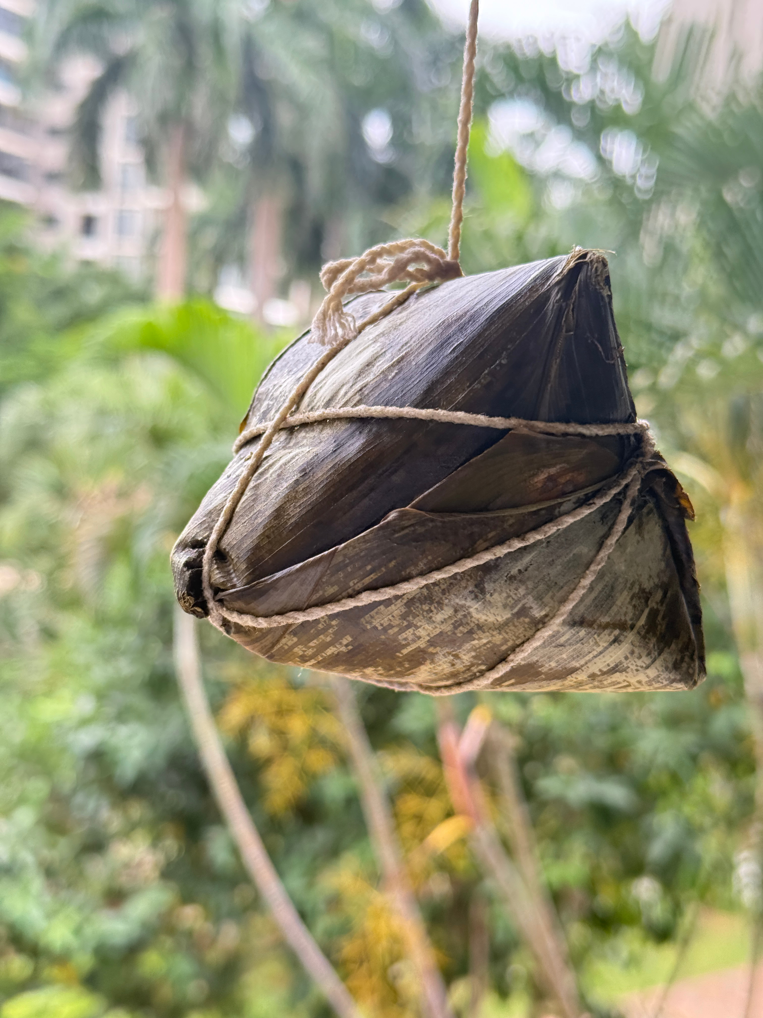 看了你直播今天也吃了粽子分享一下海南的定安粽子它的叶子是柊叶   不是用粽叶包的