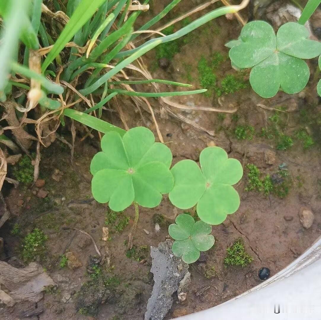 看到四叶草都要幸运呀！
三叶岁岁荣，平凡亦有恒。你找到过四叶草吗？

小时候听人