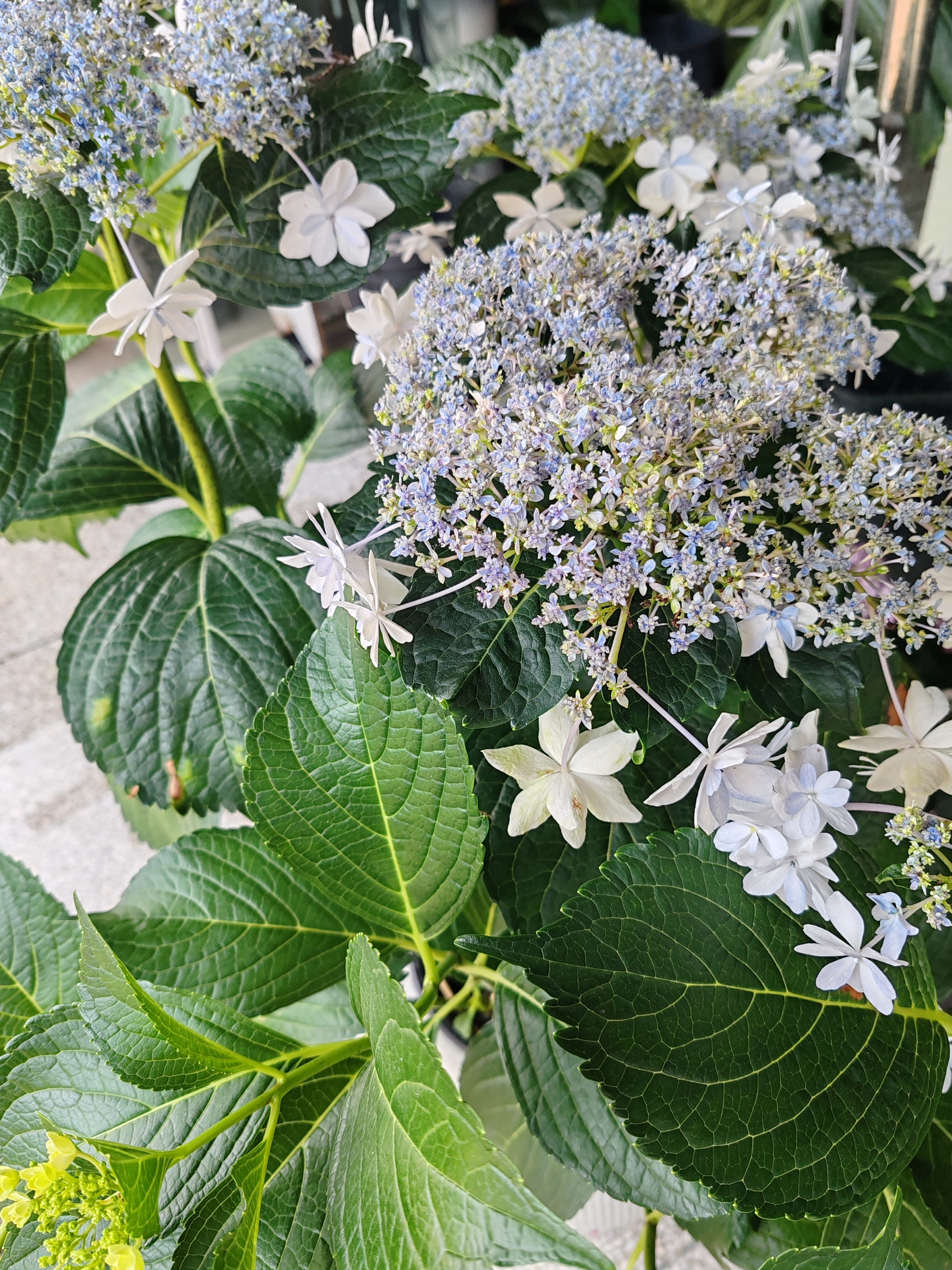 在电视剧《家业》的背景设定中，李墨的珍贵程度可以用“黄金易得，李墨难求”这句话来