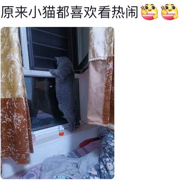 猫的好奇心能有多强