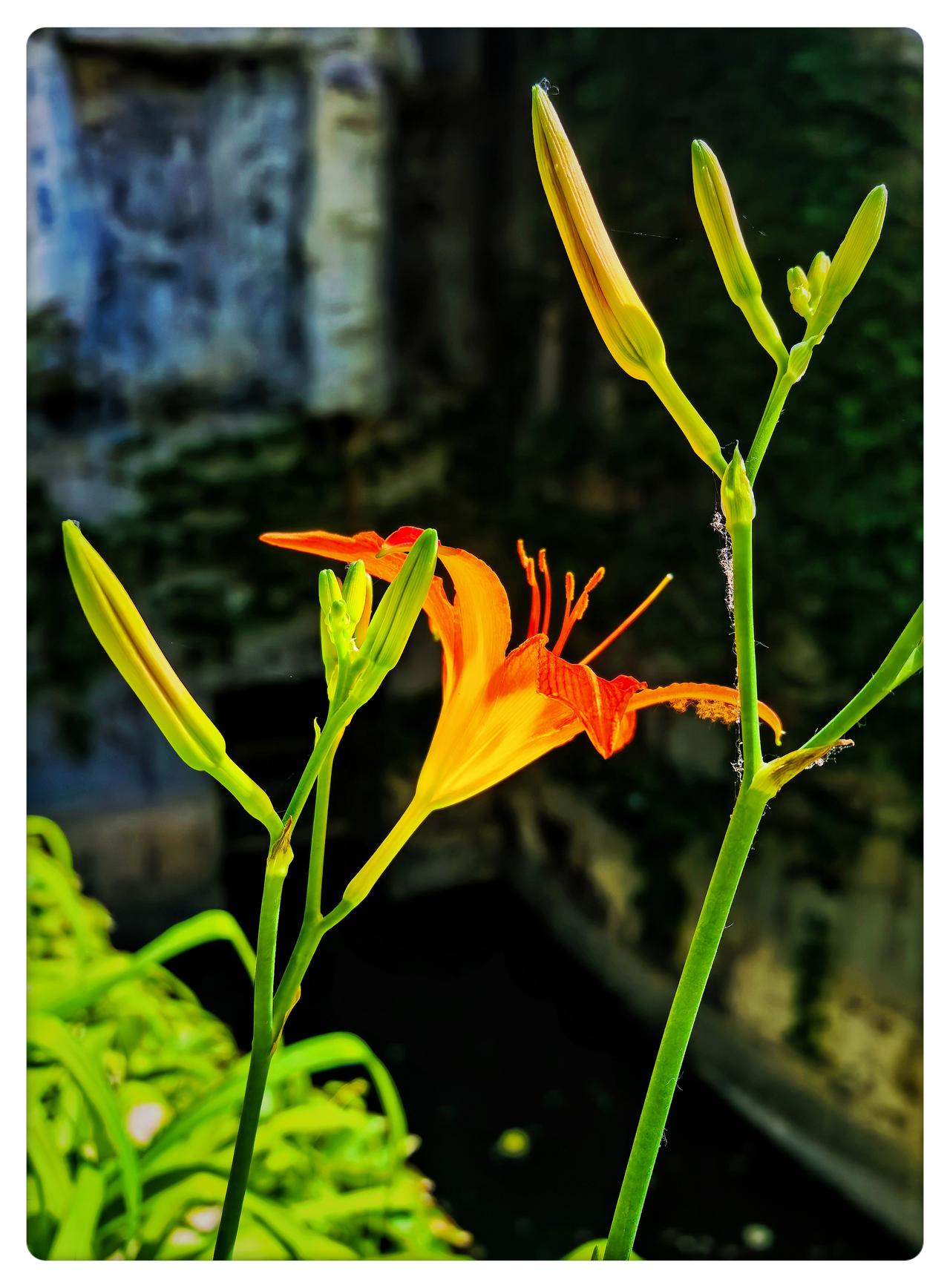 分享一张随手拍的花北京的公园萱草花开