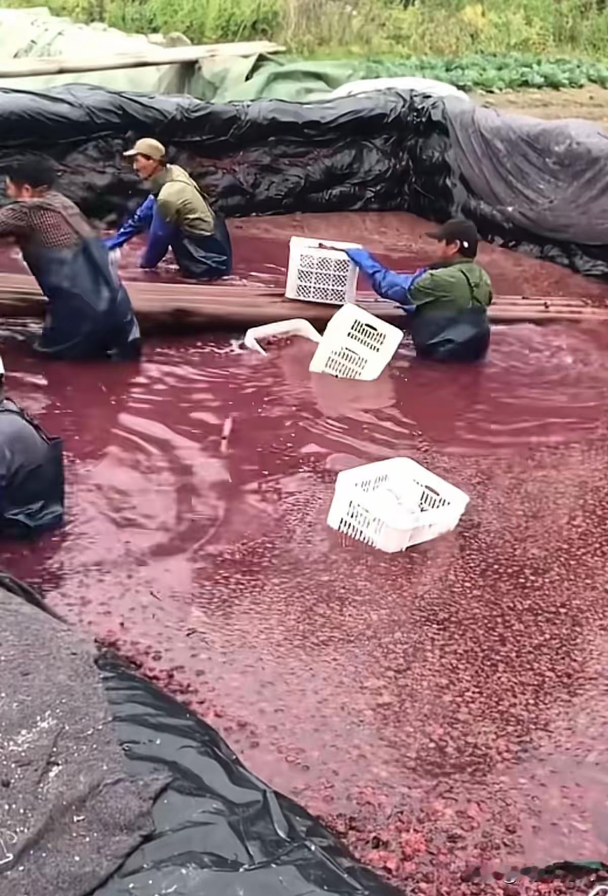 这“药水杨梅”弄的不刚是漳州的杨梅不好卖，现在人们说起杨梅那就是谈声色变，大家都