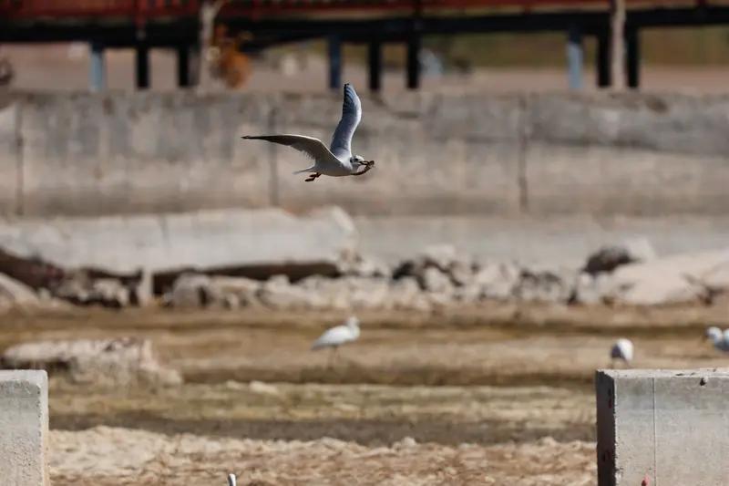 从前我也觉得红嘴鸥和海鸥相差无几，不过是嘴是红色的罢了。后来才明白，它们虽同属鸟