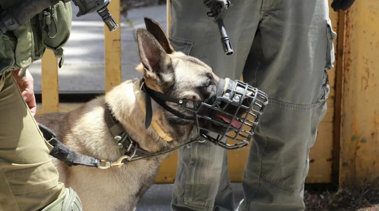 刚看到这条新闻直接给我整不会了。

有报告曝出，以色列斯代泰曼拘留中心里，巴勒斯