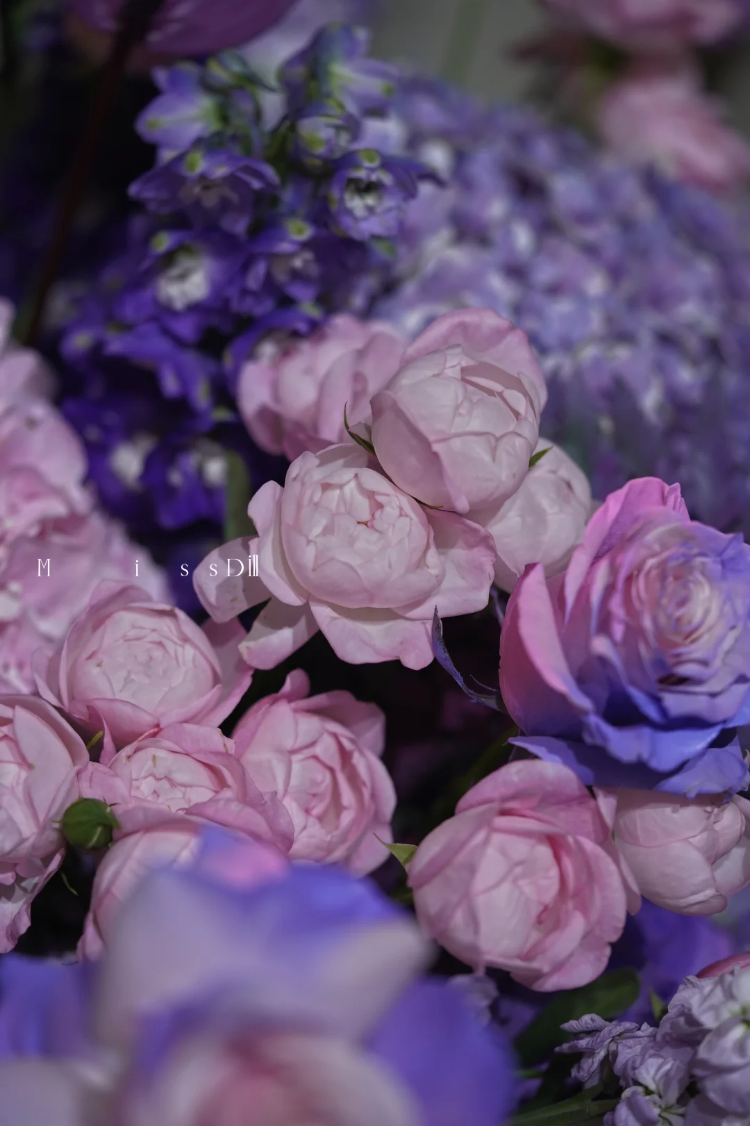 扛不動的花就地📷了罷
