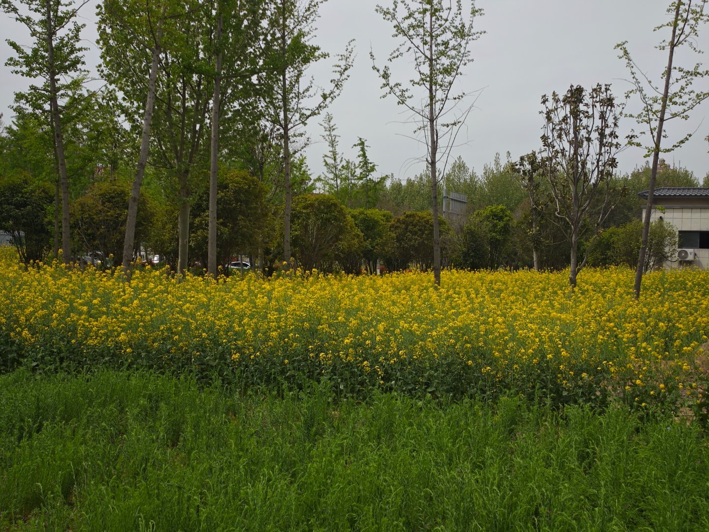 清明节全家出游，发现一家宝藏美食，张家厨房。当地淮阳湖的野生鱼，一鱼可以8吃，好