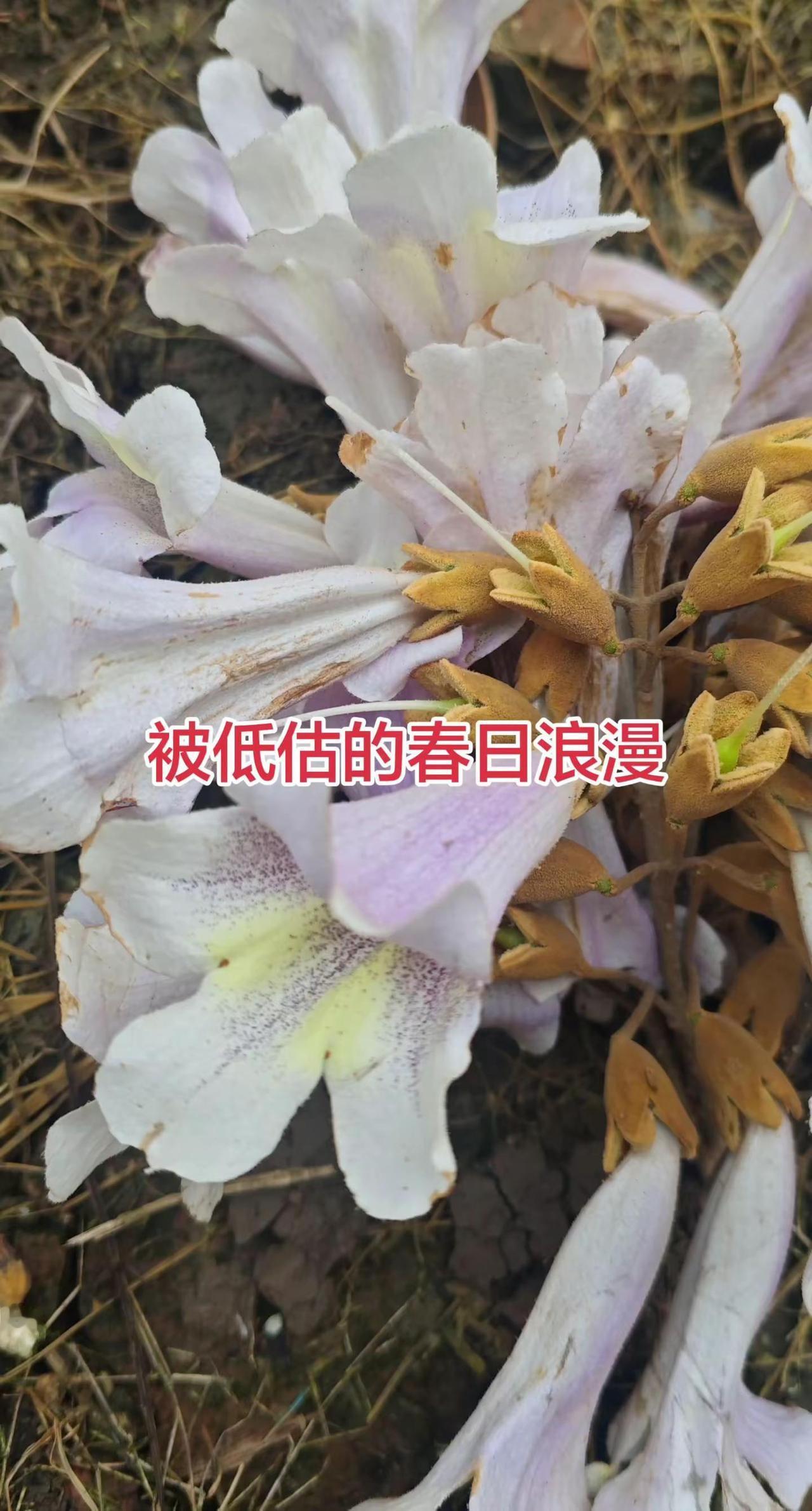 小时候的免费甜品。创作者中心 创作灵感 泡桐花 春日植物