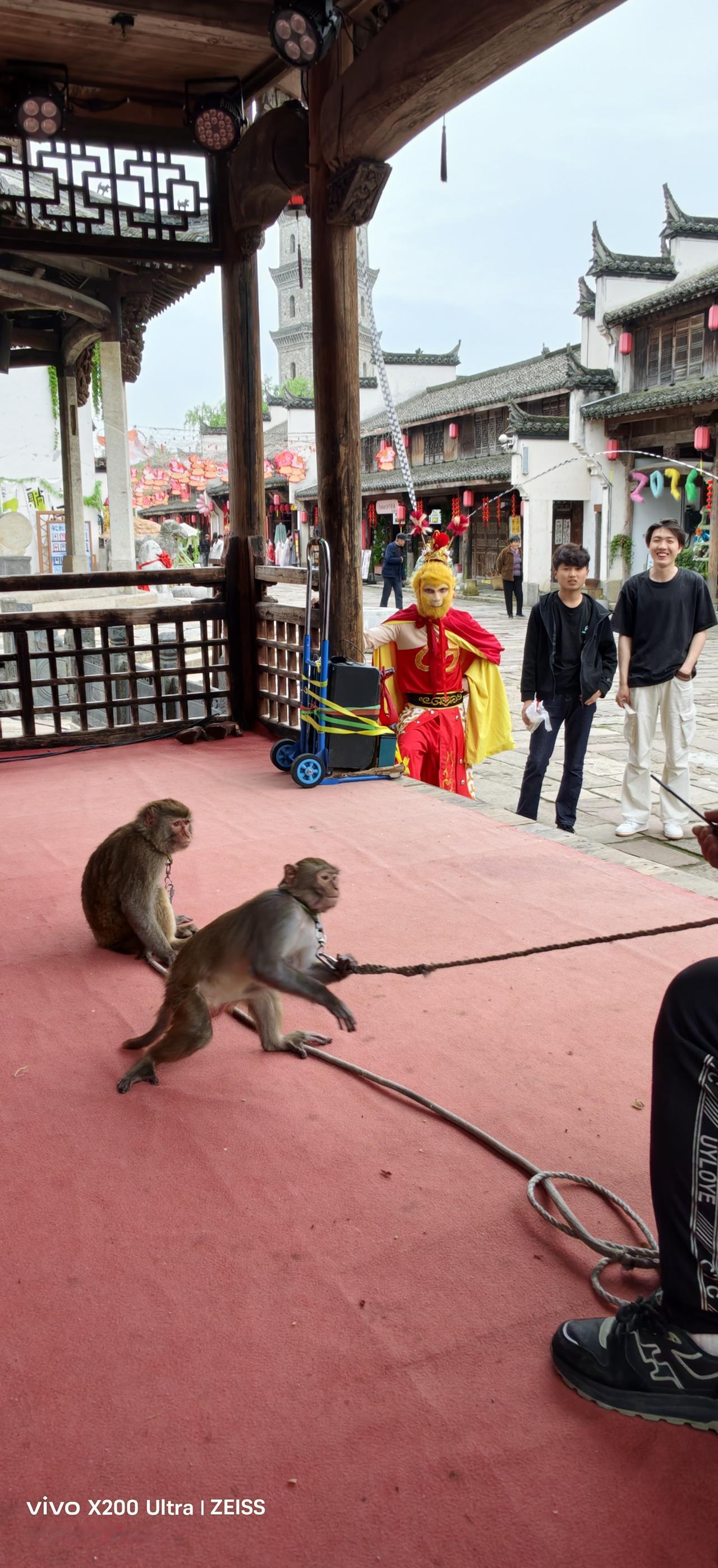 真假“猴王”。