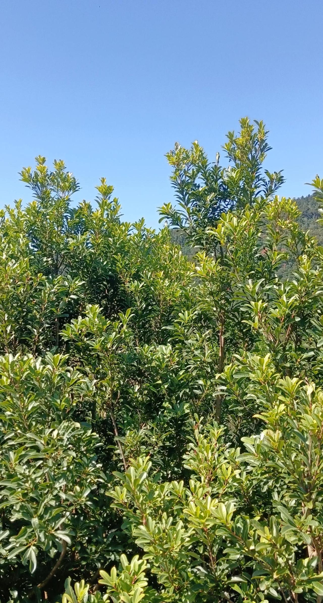 一年又一年，
一天又一天，
每天都在变，
这打卡之地，
醉美之景，
将会变得更加