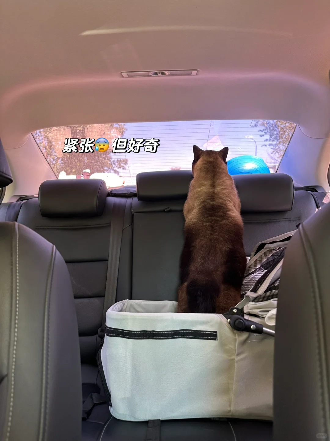 社牛小猫体检，主打一个情绪稳定