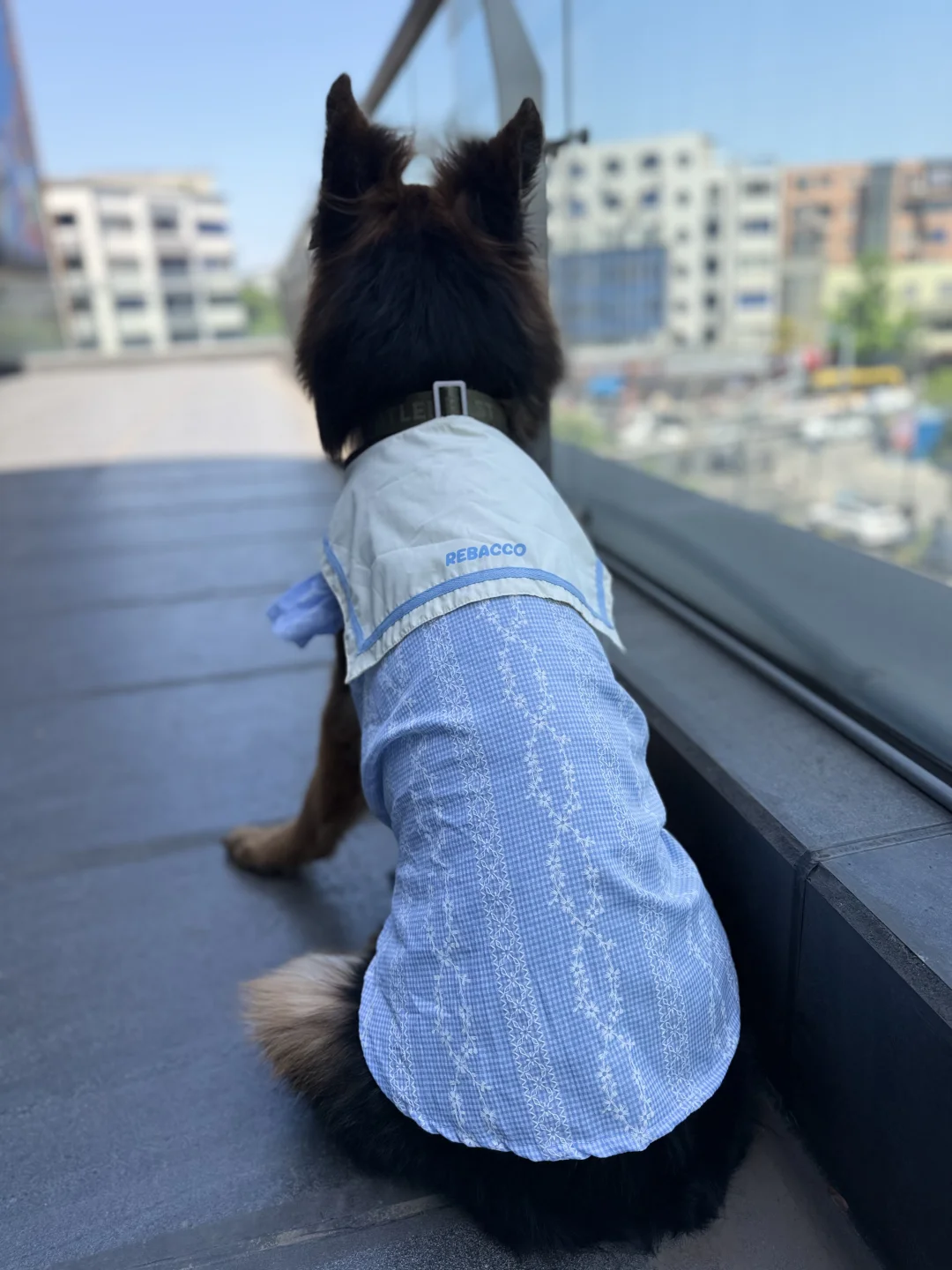 美女狗！左滑看正脸🤗