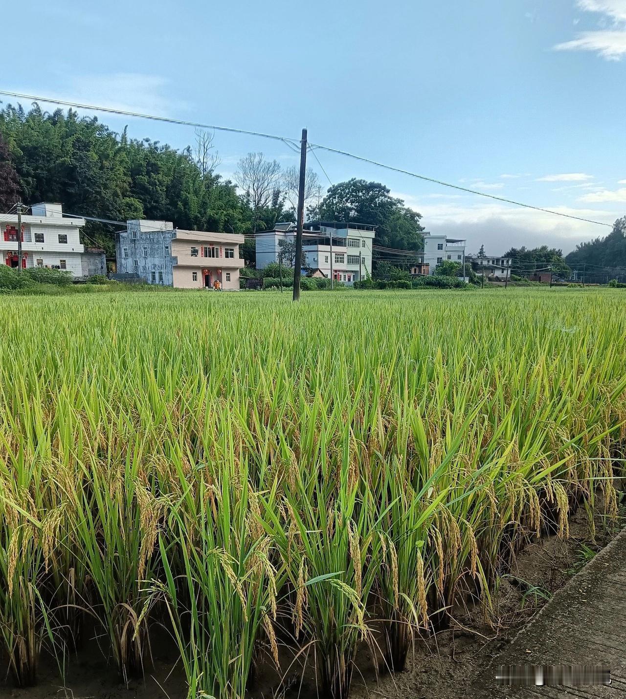 文/小溪若岚
屋后山林绿绿幽，
门前稻穗似钩钩。
老乡村里悠闲逛，
风过田间喜悦