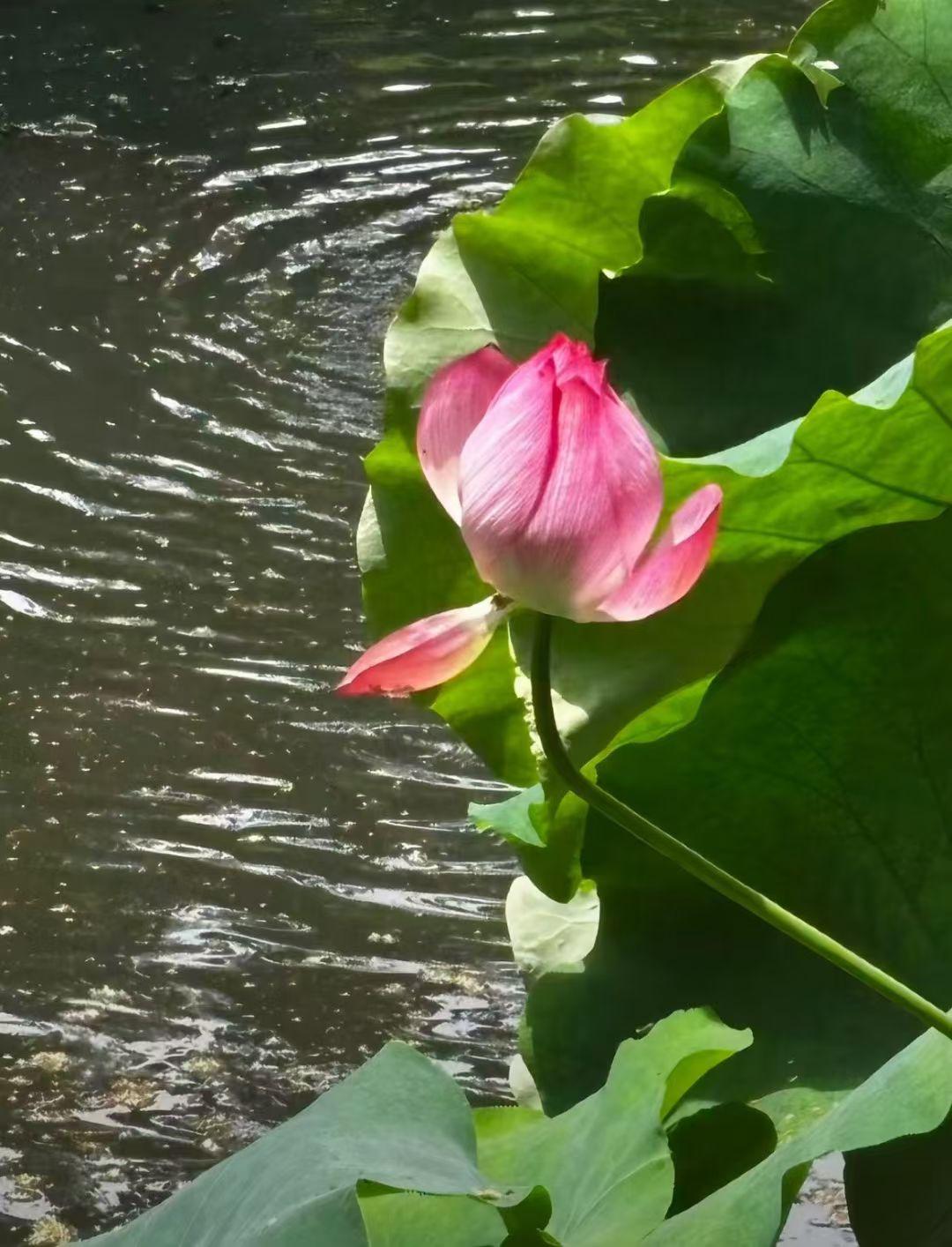 咏荷——《生活浅吟》之一百零二
我来到了荷花池，微微的南风吹来，吹起片片涟漪，风