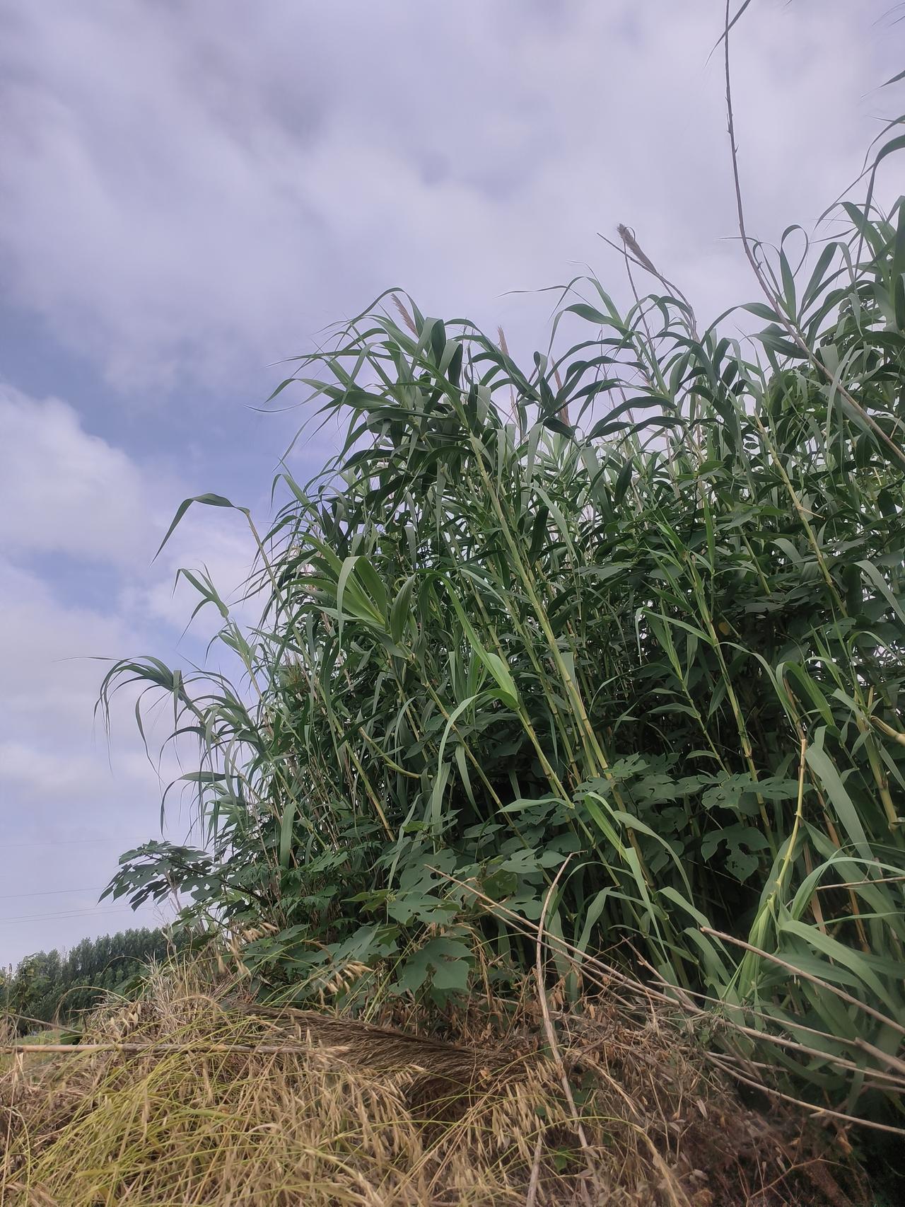 临近端午节，打粽叶，准备包粽子了，当下人们生活水平大幅度提高，人们确实对吃不那么