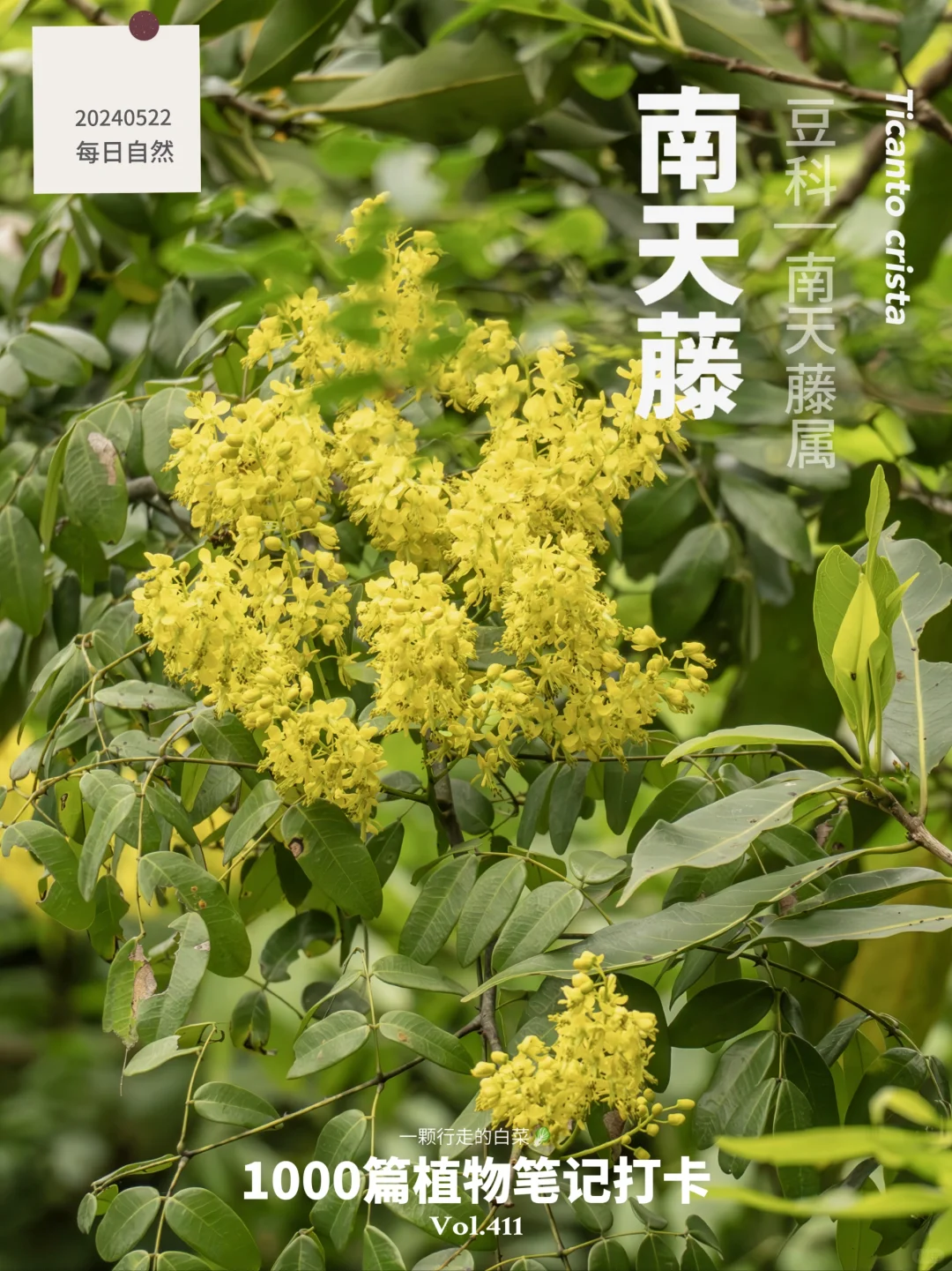 植物笔记411 | 华南山野里的黄色云霞