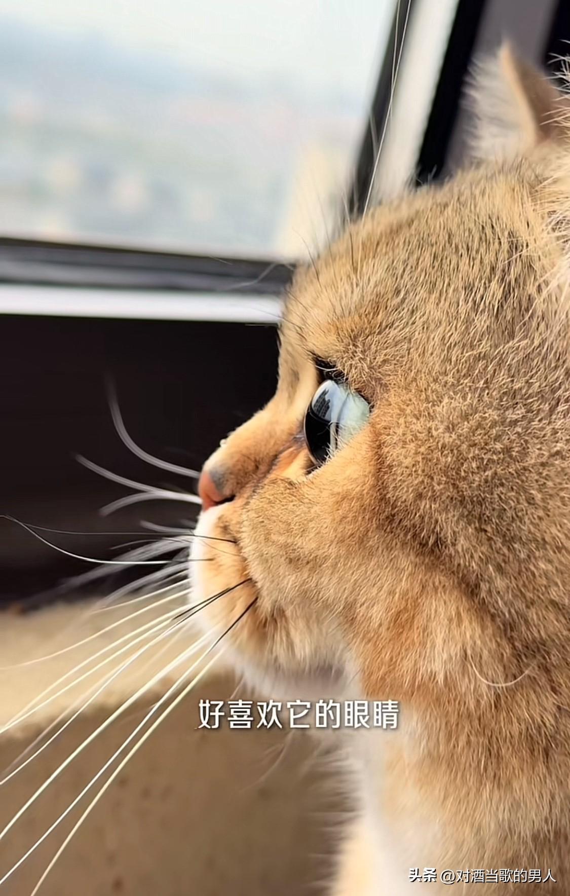 猫的五官和人类的婴儿脸比较接近，这也是人类喜欢它的原因。许多研究表明，人类天生就