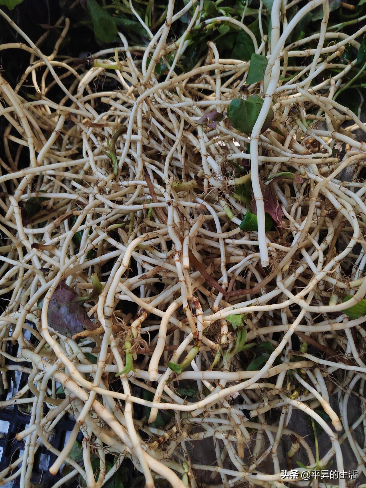 晒图笔记大赛这菜价不知贵不贵[what]