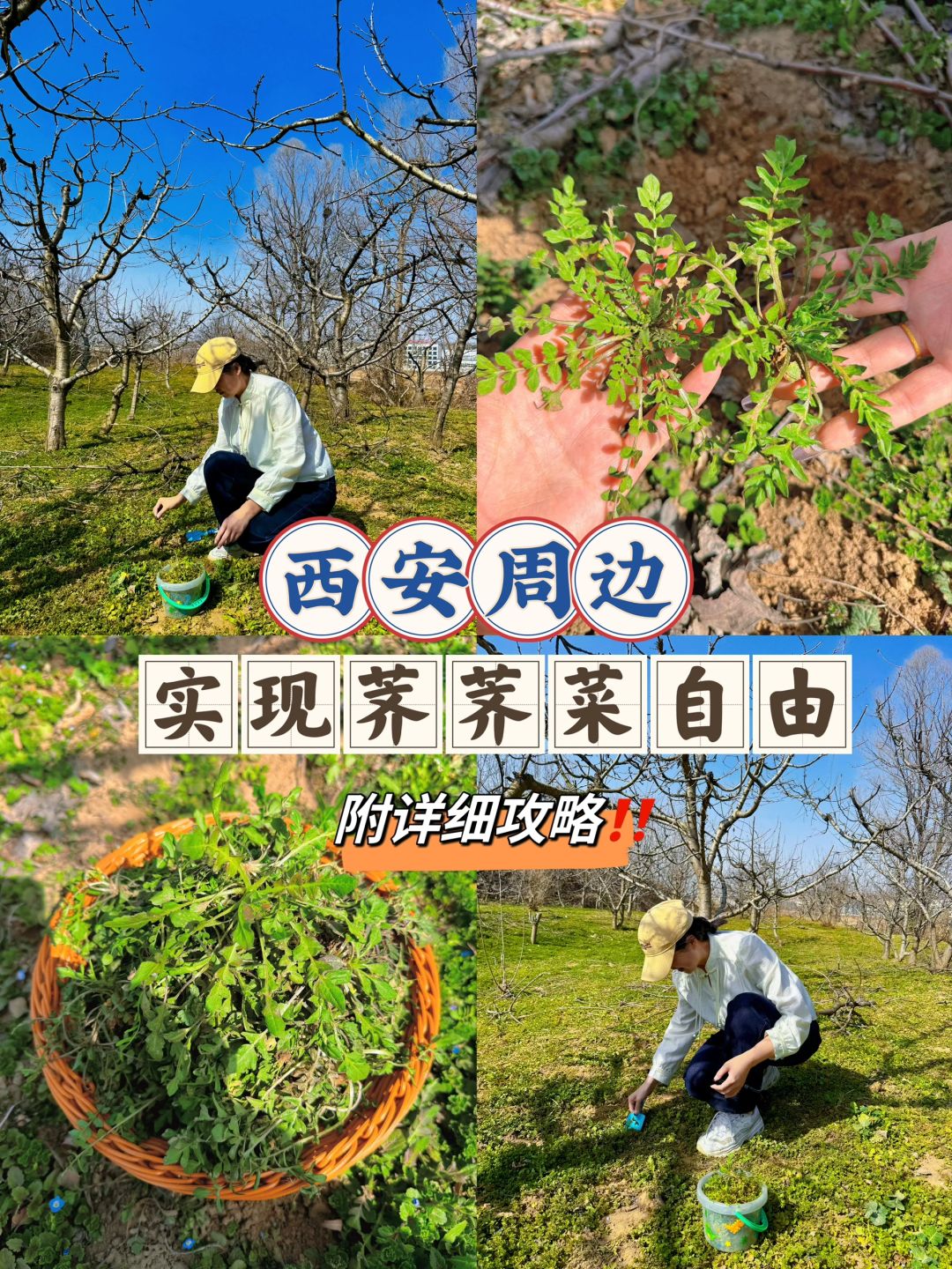 西安周边｜30分钟这里的荠荠菜根本挖不完‼️