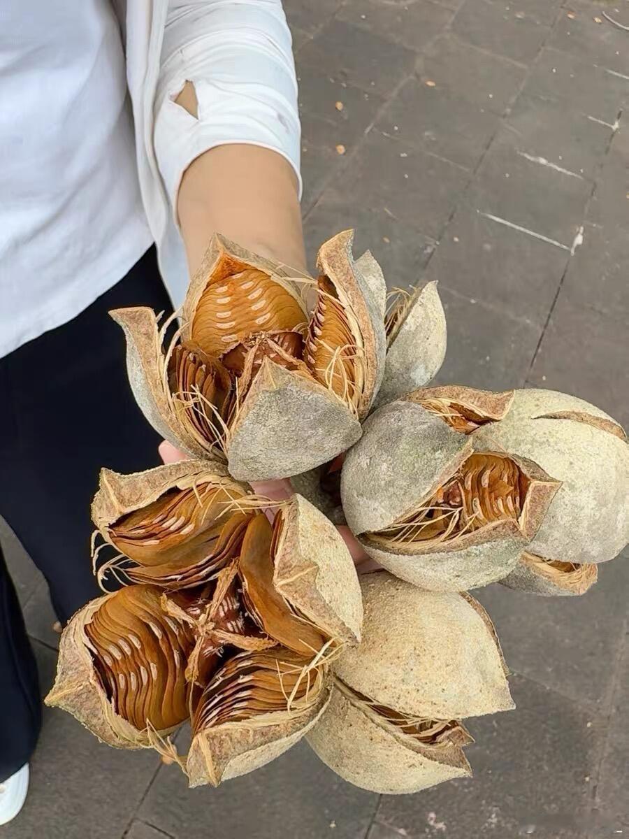 多捡点，过季就没啦 