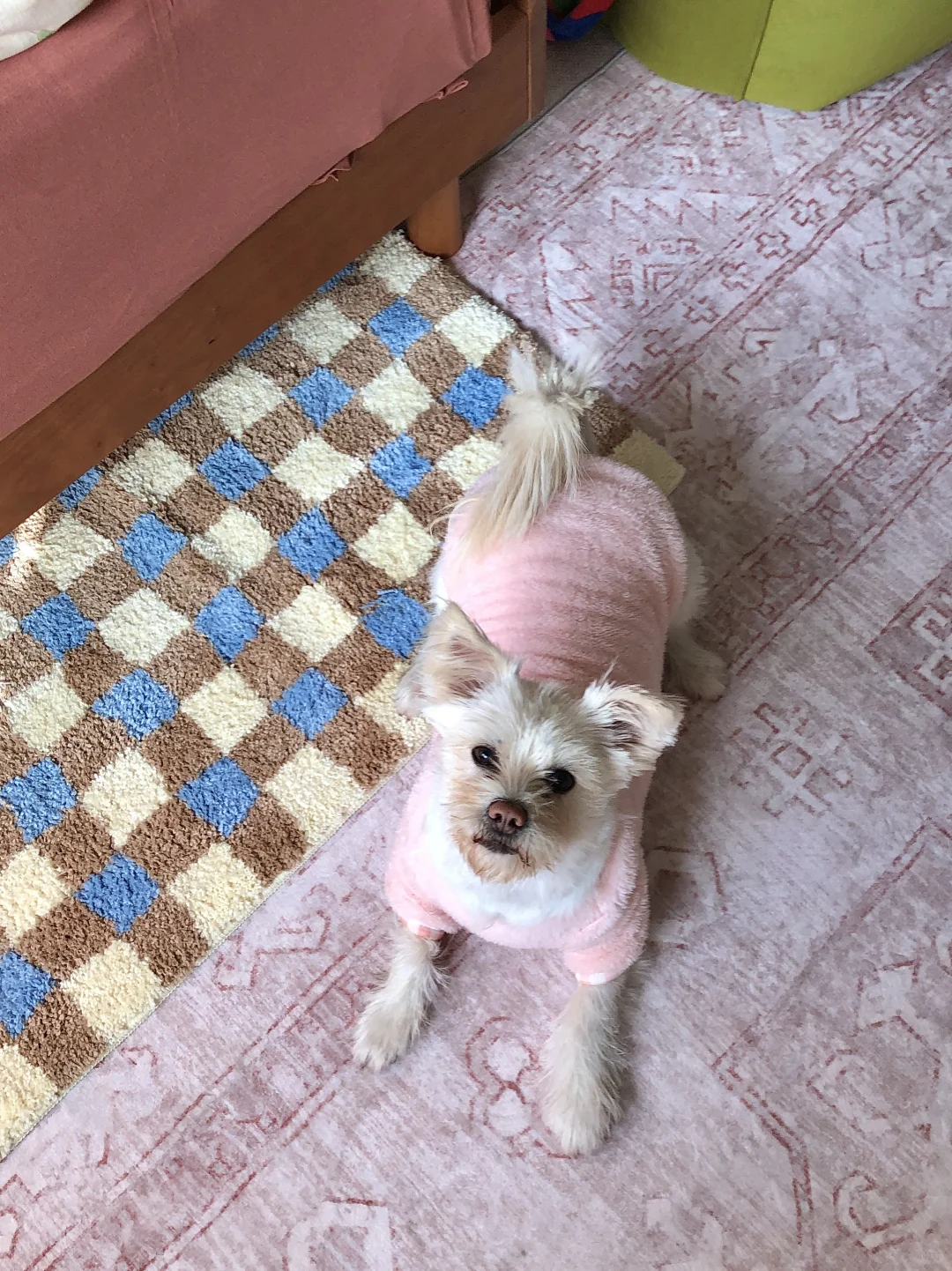 一人一狗🏠🍂入秋的房间好好宅！