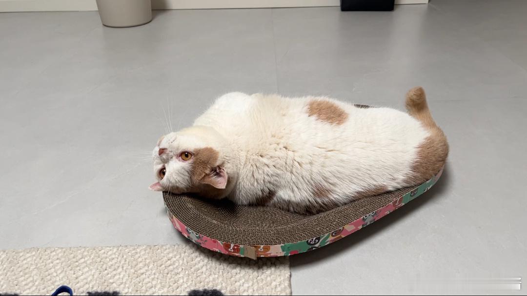 [裂开]什么战损版猫咪🐱……挂咸鱼都没人要的程度…..多少年了都没洗过澡，考虑