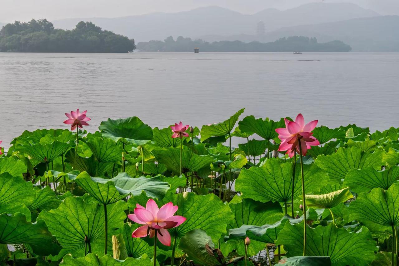 杭州西湖荷花。杭州西湖荷花杭州西湖赏荷 西湖荷畔 正是赏荷好时节 杭州西湖之荷花