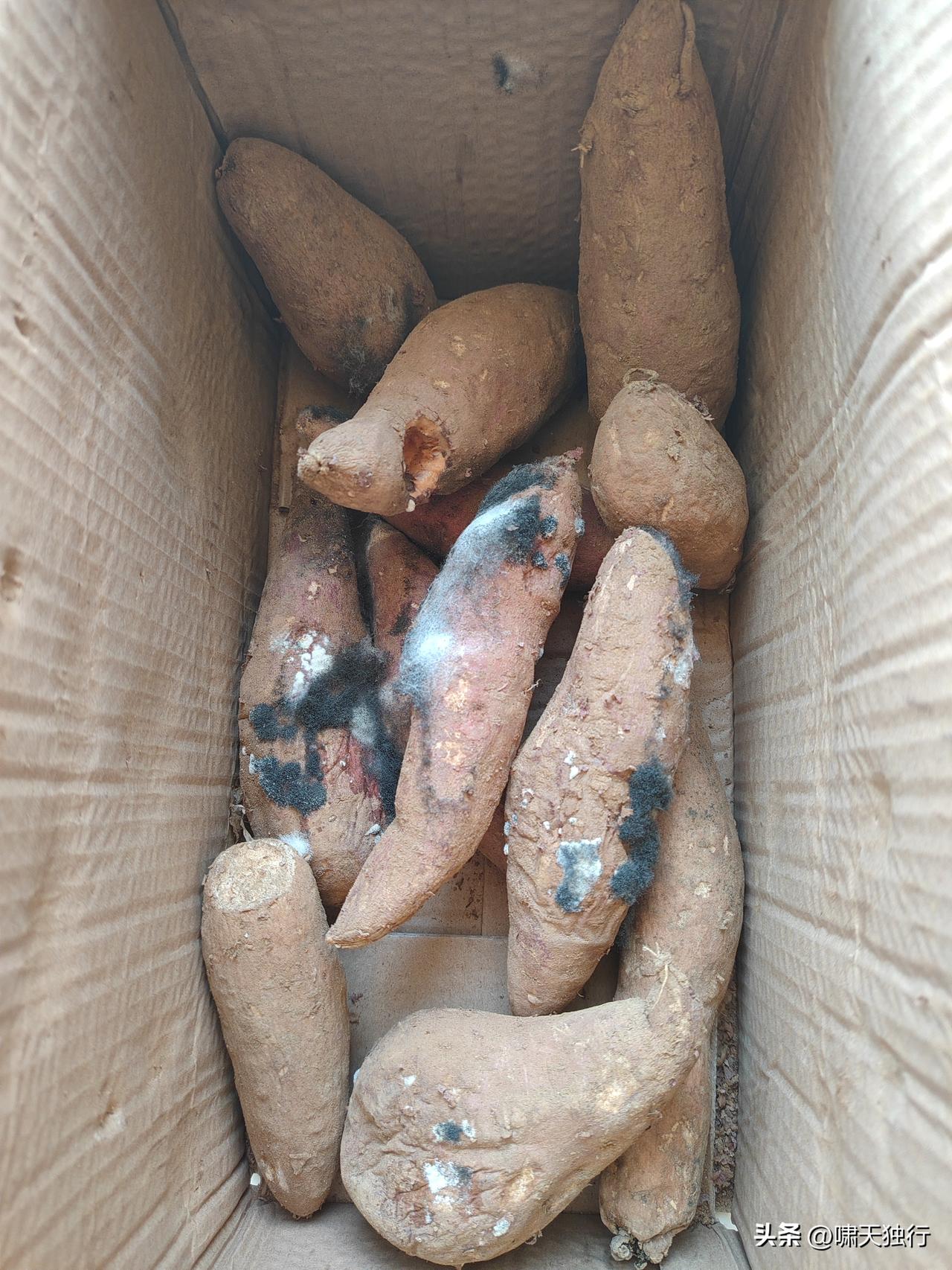 网购的红薯，在家里放了5天，常温状态下，居然发霉、烂了，从芯里往外，这是什么原因