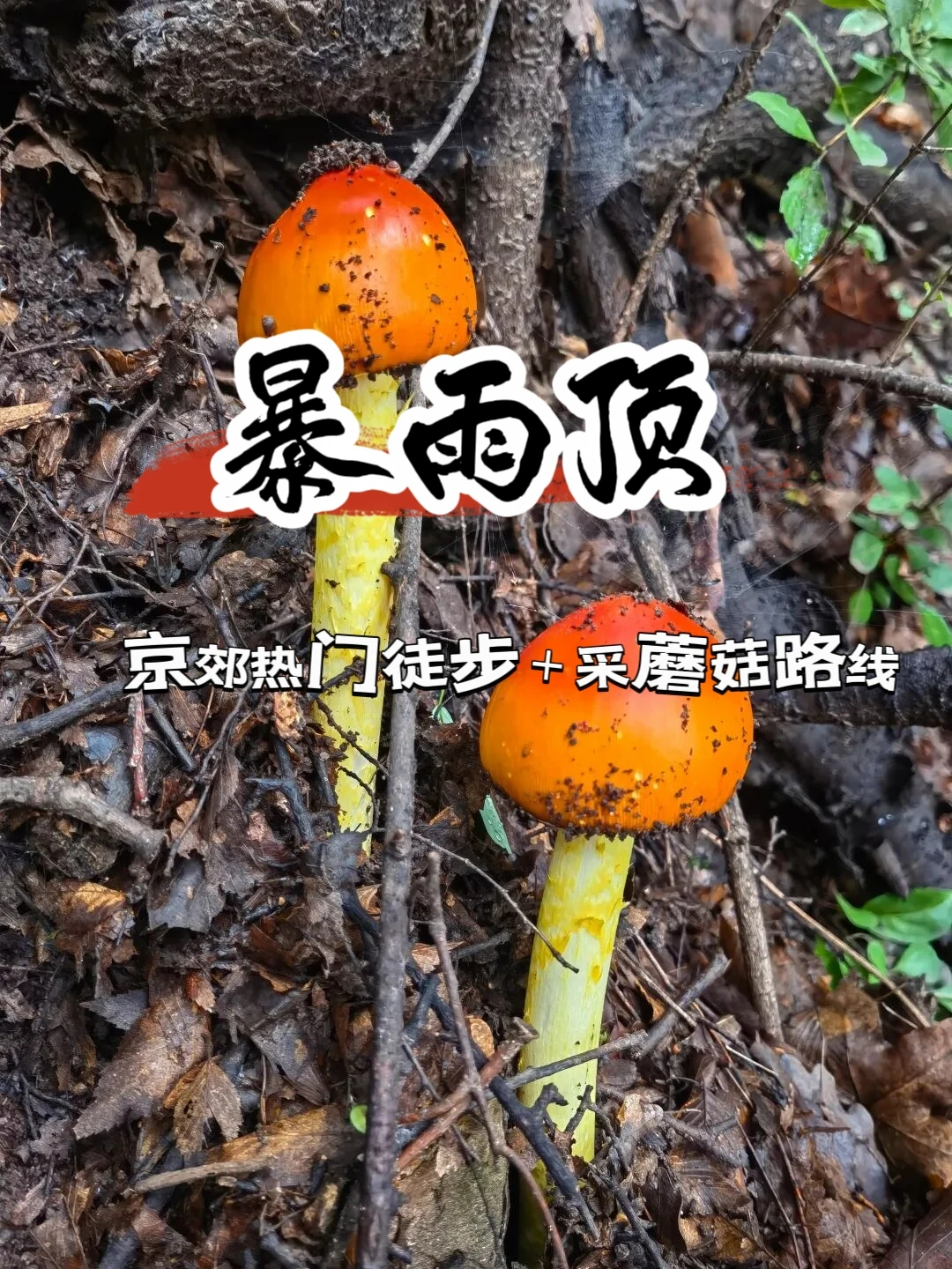 🔥暴雨顶--京郊经典的“徒步+采蘑菇”路线 	 🍄 路线说明 📍...