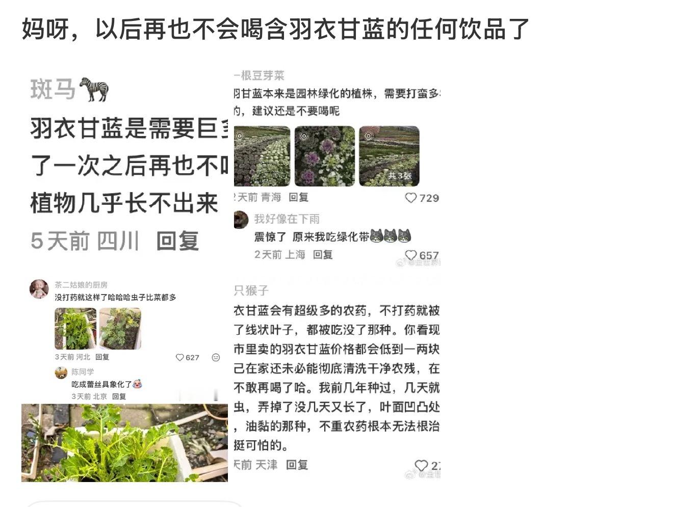 羽衣甘蓝 农药又开始伪科普了[流汗]绿化带观赏的羽衣甘蓝和我们吃到的根本不是一个